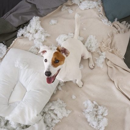 Naughty Jack Russel after destroying cushion