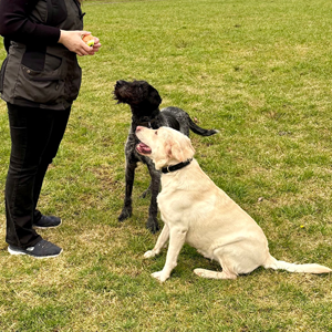 Two adult dogs being trained