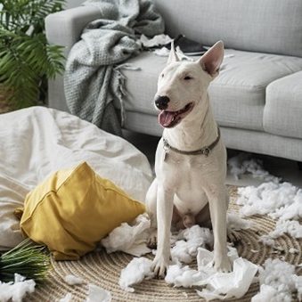 Bull Terrier after destroying couch