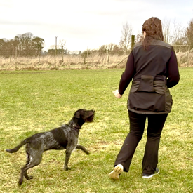 Adult Dog Training Adult dog undergoing training