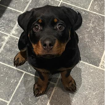 Extremely curt Rottweiler pup