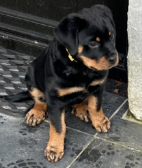Extremely cute Rottweiler pup sitting on step